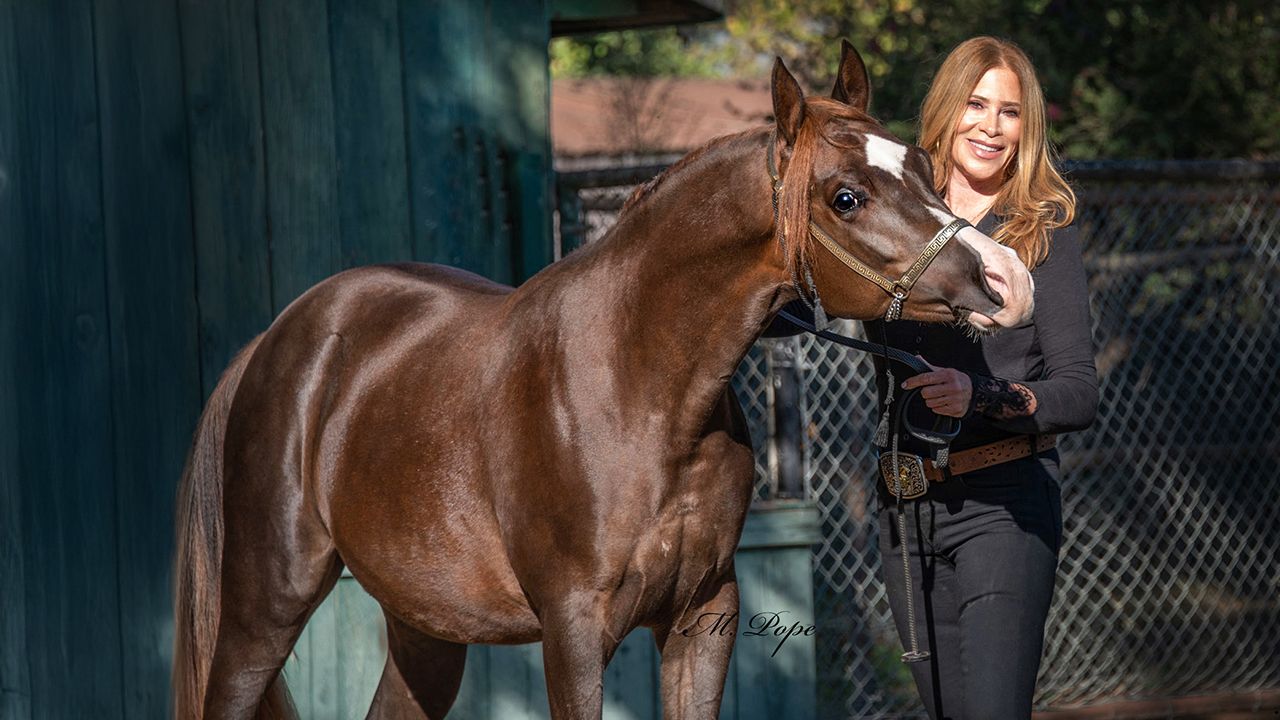 How Working With Purebred Arabian Horses Helped Ann Lesley Smith Reclaim Her Story