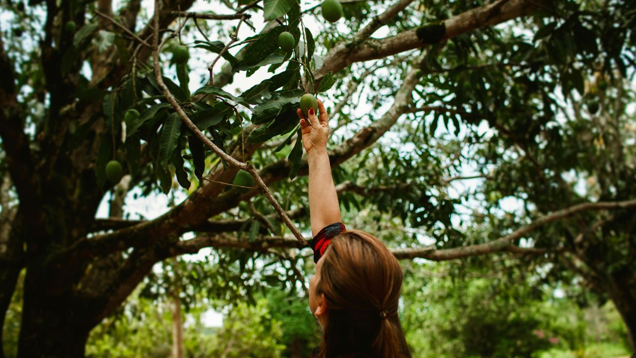 Why More San Diego Homeowners Are Planting Fruit Trees in Their Backyards