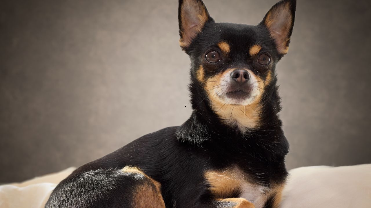 Understanding Dog Anatomy: A Closer Look at Internal Organs