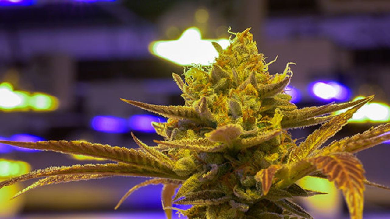 The Seed-to-Sale Revolution: Why Vertically Integrated Cannabis Businesses Deliver Superior Quality