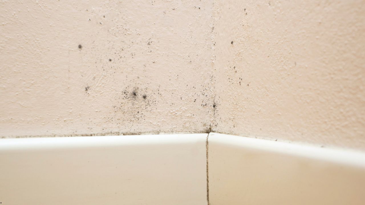Understanding Professional Mold Testing: What It Is and How It Works